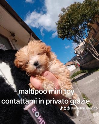 Cuccioli mini toy barboncini maltese maltipoo