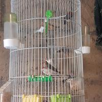 Bengalini/diamantini