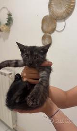 Animali