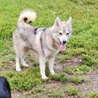 Pomsky piccolo Siberian Husky