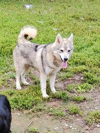 Pomsky piccolo Siberian Husky