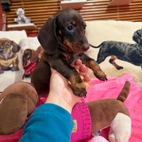 Bassotti tedeschi nano kaninchen pedigree ENCI