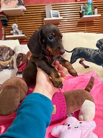 Bassotti tedeschi nano kaninchen pedigree ENCI