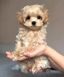 Maltipoo Toy ALBICOCCA cuccioli