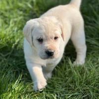 Labrador miele