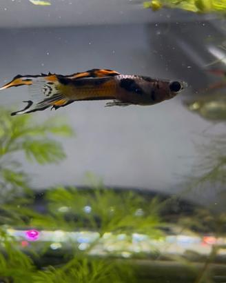 Endler Maschi
