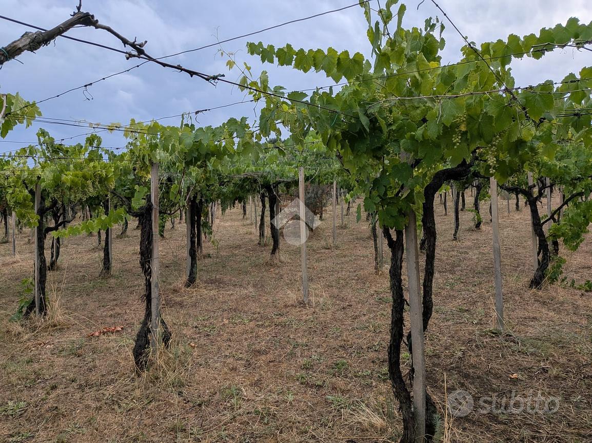 TER. AGRICOLO A FRASCATI - Altro