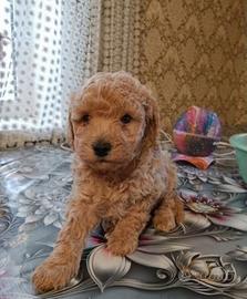 Delizioso barboncino mini Toy