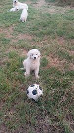 Cucciolo di pastore maremmano-abruzzese