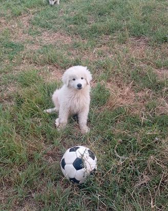 Cucciolo di pastore maremmano-abruzzese