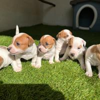 Jack Russell terrier