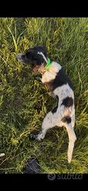 Setter inglese