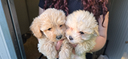 maltipoo-cuccioli-disponibili