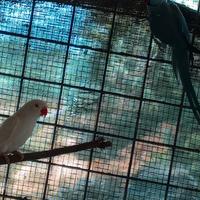 Parrocchetti dal collare