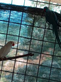 Parrocchetti dal collare