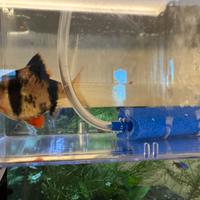 Pesce Barbus