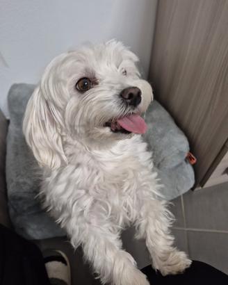 Splendidi Cuccioli di Maltese