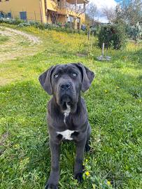 Cucciola di cane corso