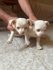 Cihuahua