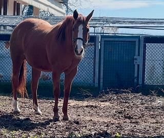 Fattrice Quarter Horse
