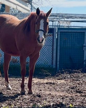 Fattrice Quarter Horse