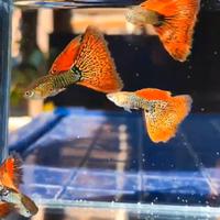 Red cobra zebra super delta - linea da concorso r