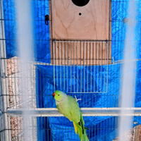 Coppia di collari verde 140