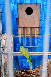 Coppia di collari verde 140