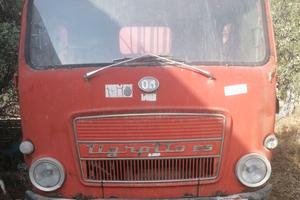 Tigrotto55