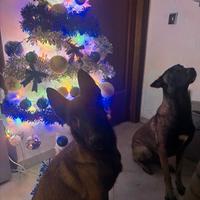 Vedesi pastore belga malinois