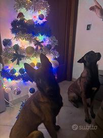 Vedesi pastore belga malinois