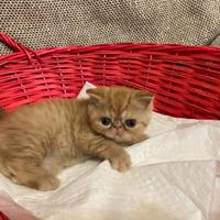 Gattini exotic shorthair e persiani con pedigree