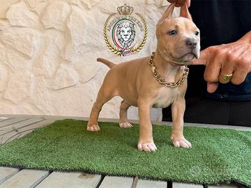 Pitbull ukc