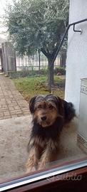 Cane meticcio 6 anni