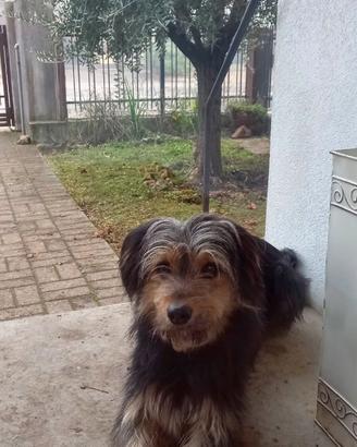 Cane meticcio 6 anni
