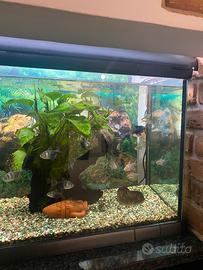 Acquario