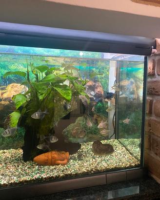 Acquario