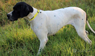 Pointer Inglese addestrato