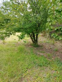 terreno agricolo 