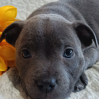 Staffy cucciolo Staffordshire Bull Terrier