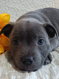 Staffy cucciolo Staffordshire Bull Terrier