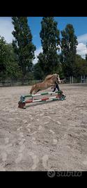 Pony avviato al salto