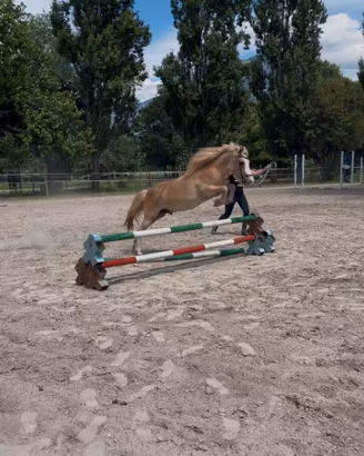 Pony avviato al salto