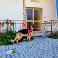 Pastore tedesco maschio 4 anni buono e socievole