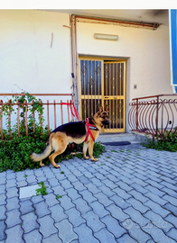 Pastore tedesco maschio 4 anni buono e socievole