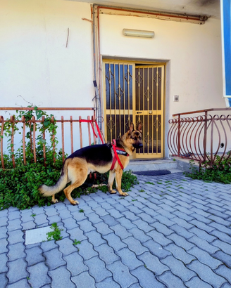 Pastore tedesco maschio 4 anni buono e socievole