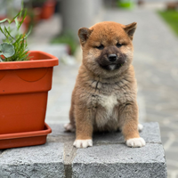 Shiba inu pedigree ENCI