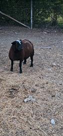 Agnello