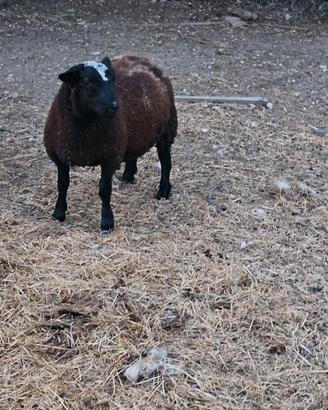 Agnello