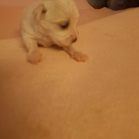 Cucciolo di maltese femmina